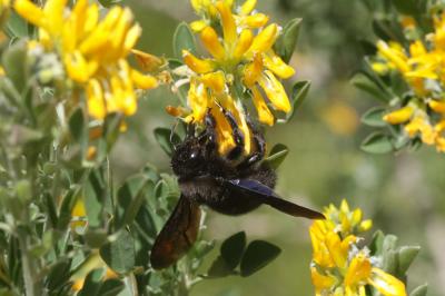 Abeille charpentière, Xylocope violet Xylocopa violacea (Linnaeus, 1758)