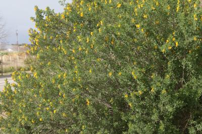 Luzerne en arbre Medicago arborea L., 1753