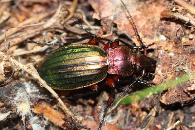 Carabe à reflets d'or (Le), Carabe à reflets cuivr Carabus auronitens Fabricius, 1792