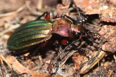 Carabe à reflets d'or (Le), Carabe à reflets cuivr Carabus auronitens Fabricius, 1792