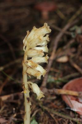Monotrope sucepin Monotropa hypopitys L., 1753