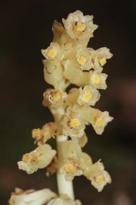 Monotrope sucepin Monotropa hypopitys L., 1753