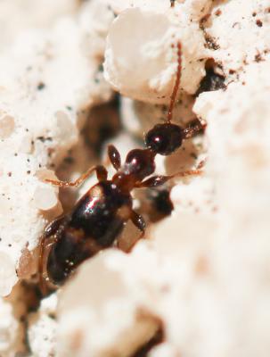  Leptaleus rodriguesi (Latreille, 1804)