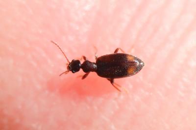  Cordicollis instabilis instabilis (W.L.E. Schmidt, 1842)