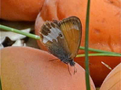 Céphale (Le), Arcanie (L') Coenonympha arcania (Linnaeus, 1760)