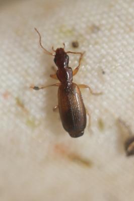  Paradromius linearis (Olivier, 1795)