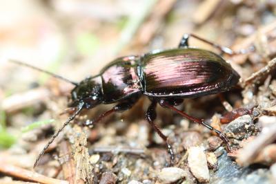  Pterostichus externepunctatus (Dejean, 1828)