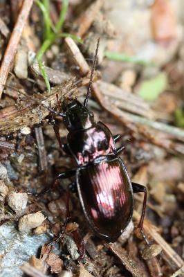  Pterostichus externepunctatus (Dejean, 1828)