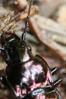  Pterostichus externepunctatus (Dejean, 1828)