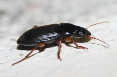  Pseudoophonus rufipes (De Geer, 1774)