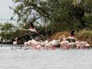 Flamant rose Phoenicopterus roseus Pallas, 1811