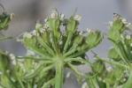 Lis de Pompone, Ligustique fausse Férule Coristospermum ferulaceum (All.) Reduron, Charpin & Pimenov, 1997