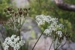 Cerfeuil hérissé, Chérophylle hérissé Chaerophyllum hirsutum L., 1753