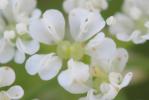 Chérophylle penché, Couquet Chaerophyllum temulum L., 1753