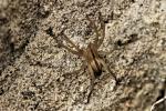  Micrommata ligurinum (C. L. Koch, 1845)