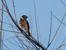 Bruant des roseaux Emberiza schoeniclus (Linnaeus, 1758)