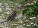 Bruant des roseaux Emberiza schoeniclus (Linnaeus, 1758)