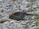 Bruant des roseaux Emberiza schoeniclus (Linnaeus, 1758)