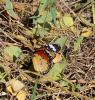 Petit Monarque (Le) Danaus chrysippus (Linnaeus, 1758)