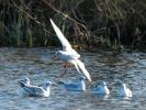 Mouette rieuse Chroicocephalus ridibundus (Linnaeus, 1766)
