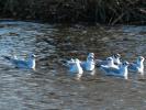 Mouette rieuse Chroicocephalus ridibundus (Linnaeus, 1766)
