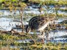 Bécassine des marais Gallinago gallinago (Linnaeus, 1758)