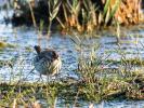 Pipit spioncelle Anthus spinoletta (Linnaeus, 1758)