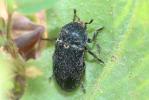  Dermestes laniarius Illiger, 1801
