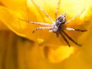  Philodromus 