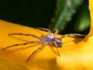  Philodromus 