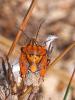  Carpocoris pudicus (Poda, 1761)