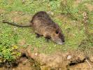 Ragondin Myocastor coypus (Molina, 1782)