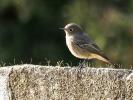 Rougequeue noir Phoenicurus ochruros (S. G. Gmelin, 1774)