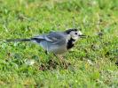 Bergeronnette grise Motacilla alba Linnaeus, 1758