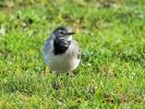 Bergeronnette grise Motacilla alba Linnaeus, 1758