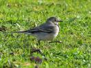 Bergeronnette grise Motacilla alba Linnaeus, 1758
