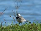 Bergeronnette grise Motacilla alba Linnaeus, 1758