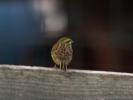 Bruant zizi Emberiza cirlus Linnaeus, 1758