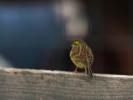Bruant zizi Emberiza cirlus Linnaeus, 1758
