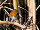 Rougegorge familier Erithacus rubecula (Linnaeus, 1758)