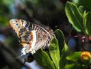 Nymphale de l'Arbousier (La), Jason (Le), Pacha à  Charaxes jasius (Linnaeus, 1767)