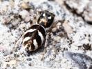Saltique arlequin Salticus scenicus (Clerck, 1758)