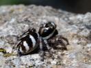 Saltique arlequin Salticus scenicus (Clerck, 1758)