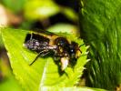  Megachile willughbiella (Kirby, 1802)