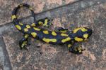 Salamandre tachetée Salamandra salamandra (Linnaeus, 1758)