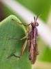  Sepedon spinipes spinipes (Scopoli, 1763)