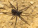  Tegenaria hasperi Chyzer, 1897