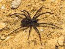  Tegenaria hasperi Chyzer, 1897