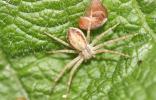 Philodrome disparate Philodromus dispar Walckenaer, 1826