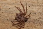 Philodrome disparate Philodromus dispar Walckenaer, 1826